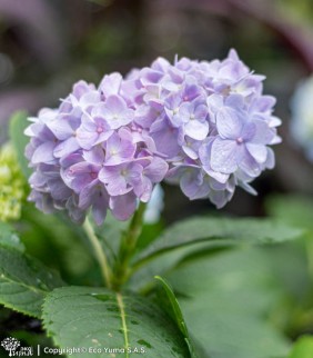 Plántula Hortensia