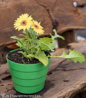 Plántula Gerbera