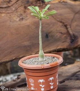 Plántula Flor del desierto