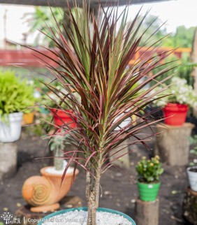 Plántula Dracena Marginata...