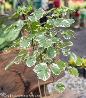 Plántula Aralia Variegada