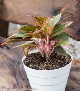 Plántula Aglonema Creta Roja