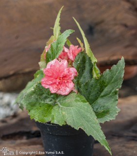 Plántula Begonia