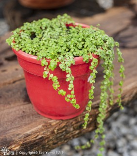 Plántula pilea